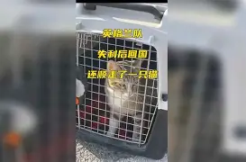 九州娱乐官网-汉堡 king